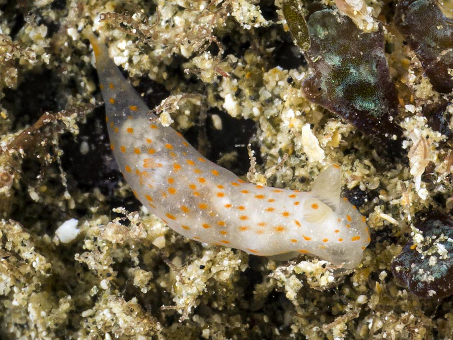 Gymnodoris sp. 23